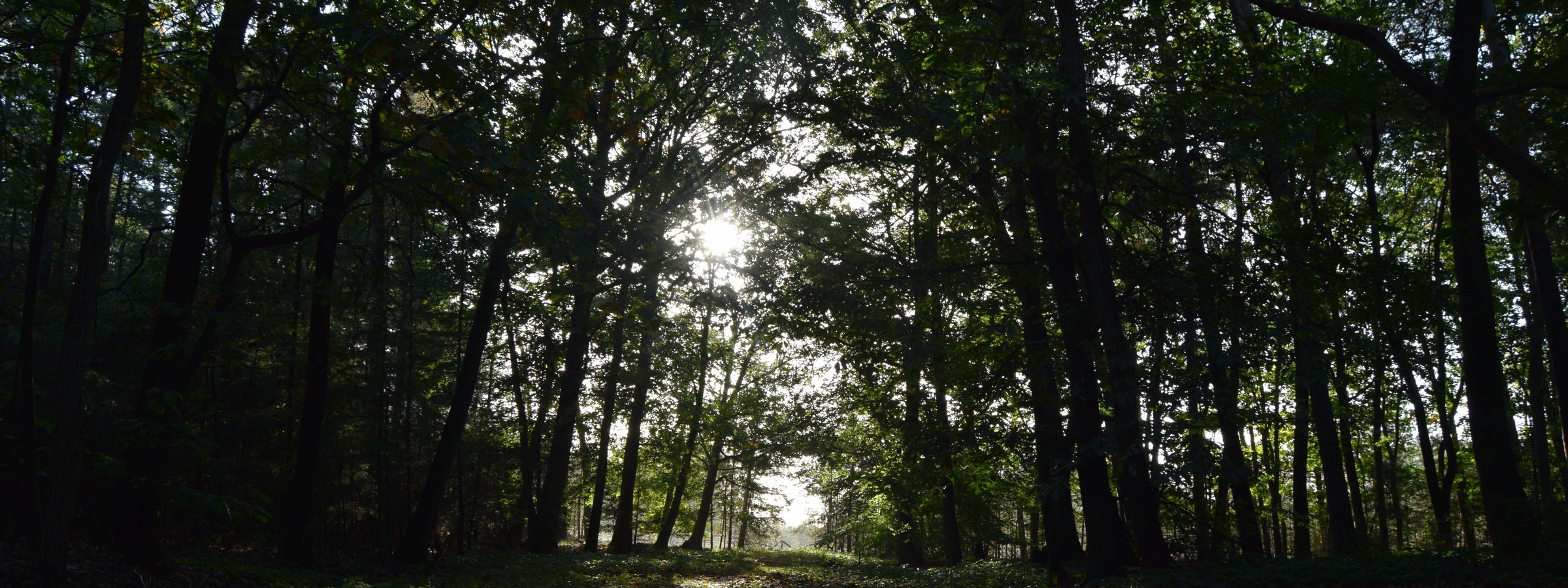 A green forest with light coming through the canopy