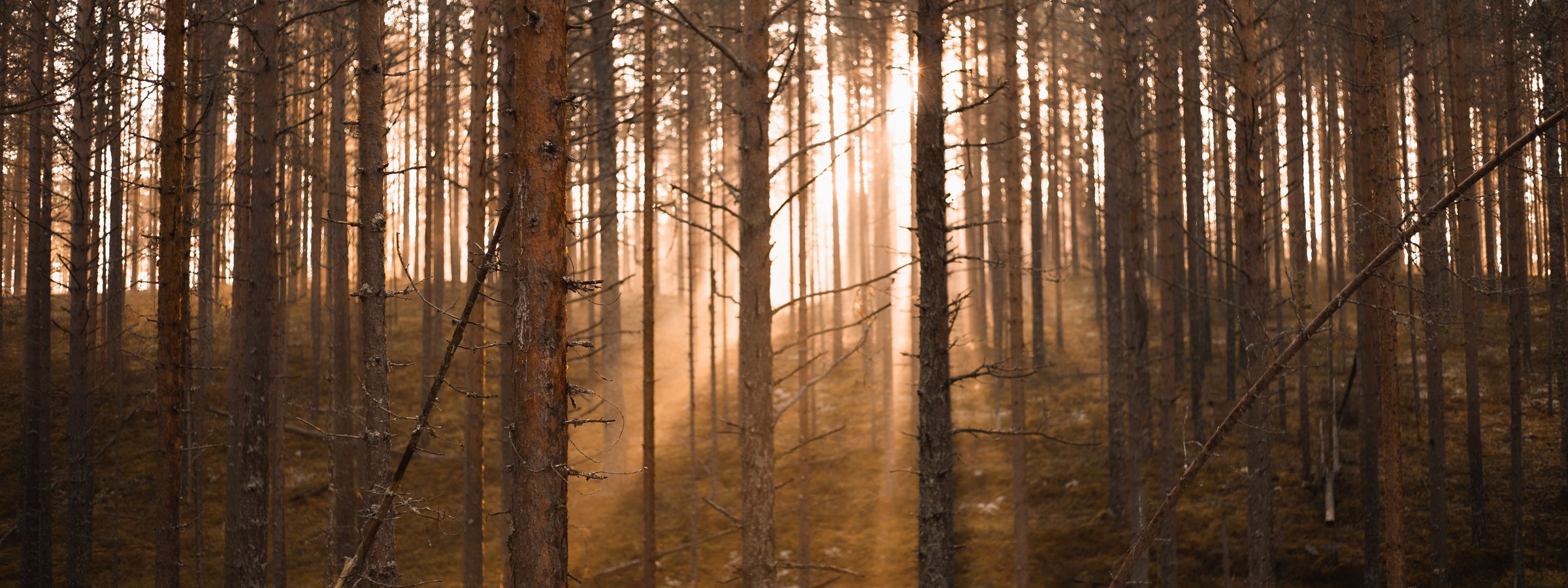 Sunlight falling through a stand of pines