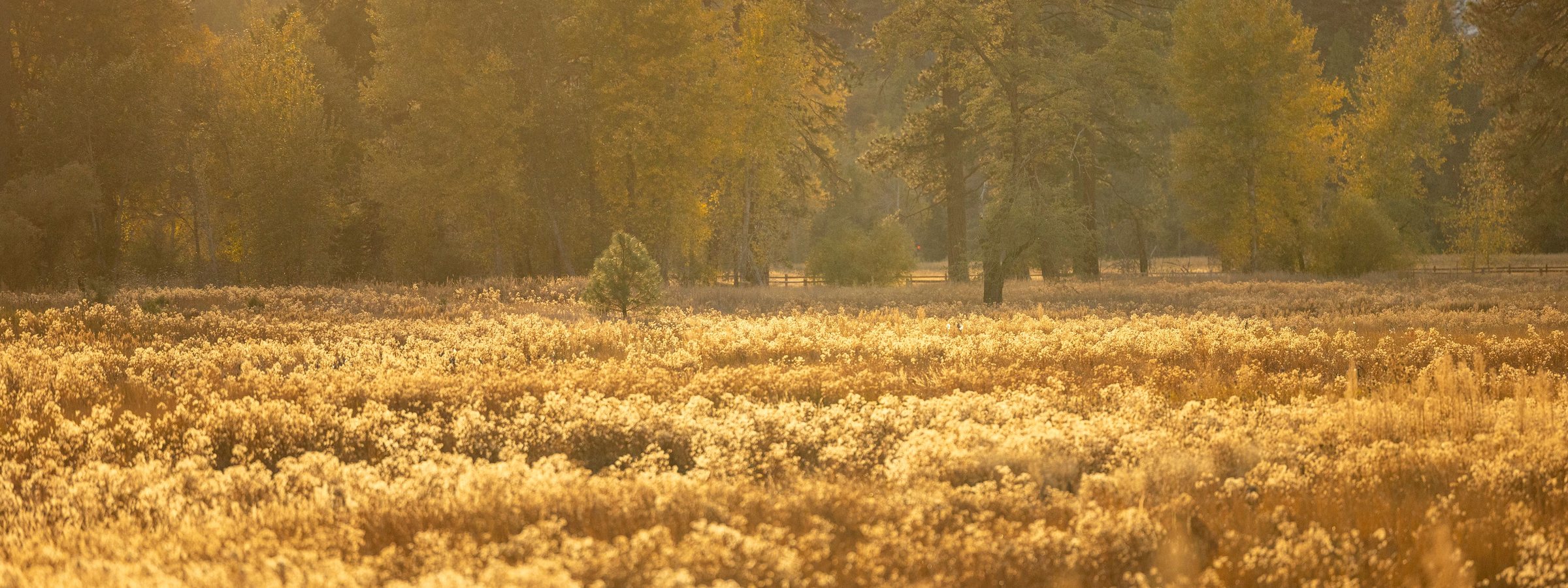 A meadow in golden evening light