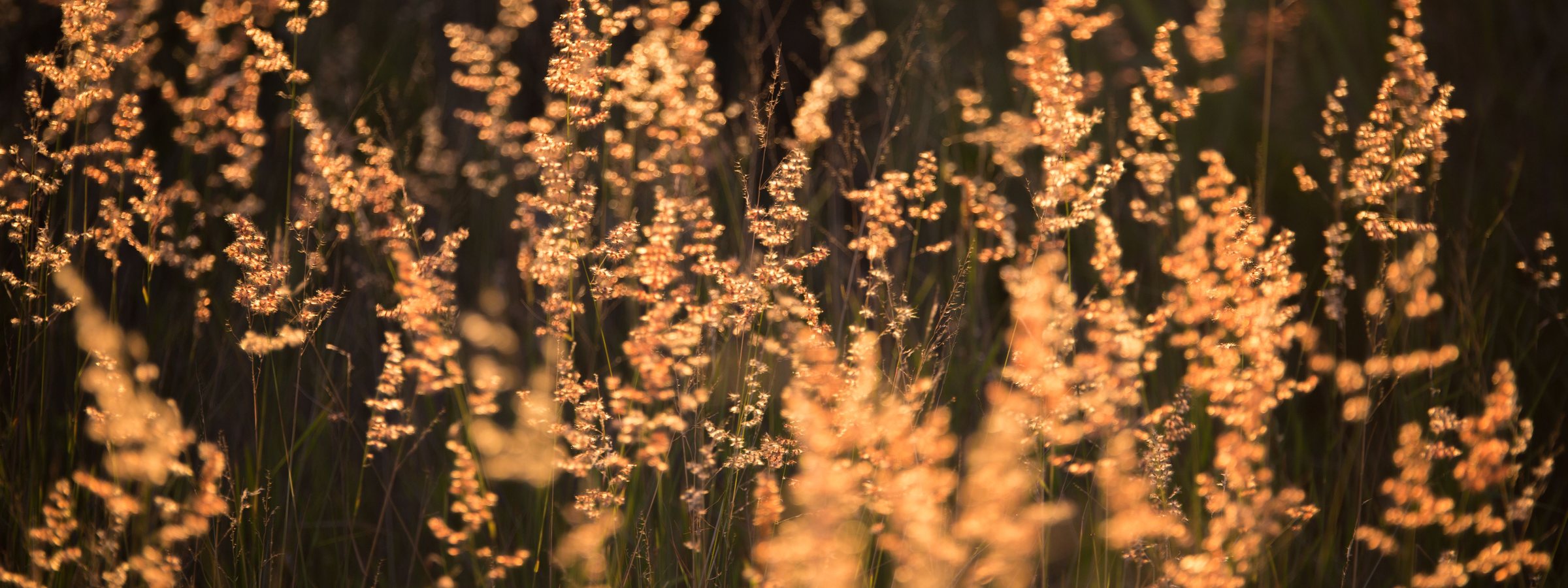 Golden grasses backlit by low sun