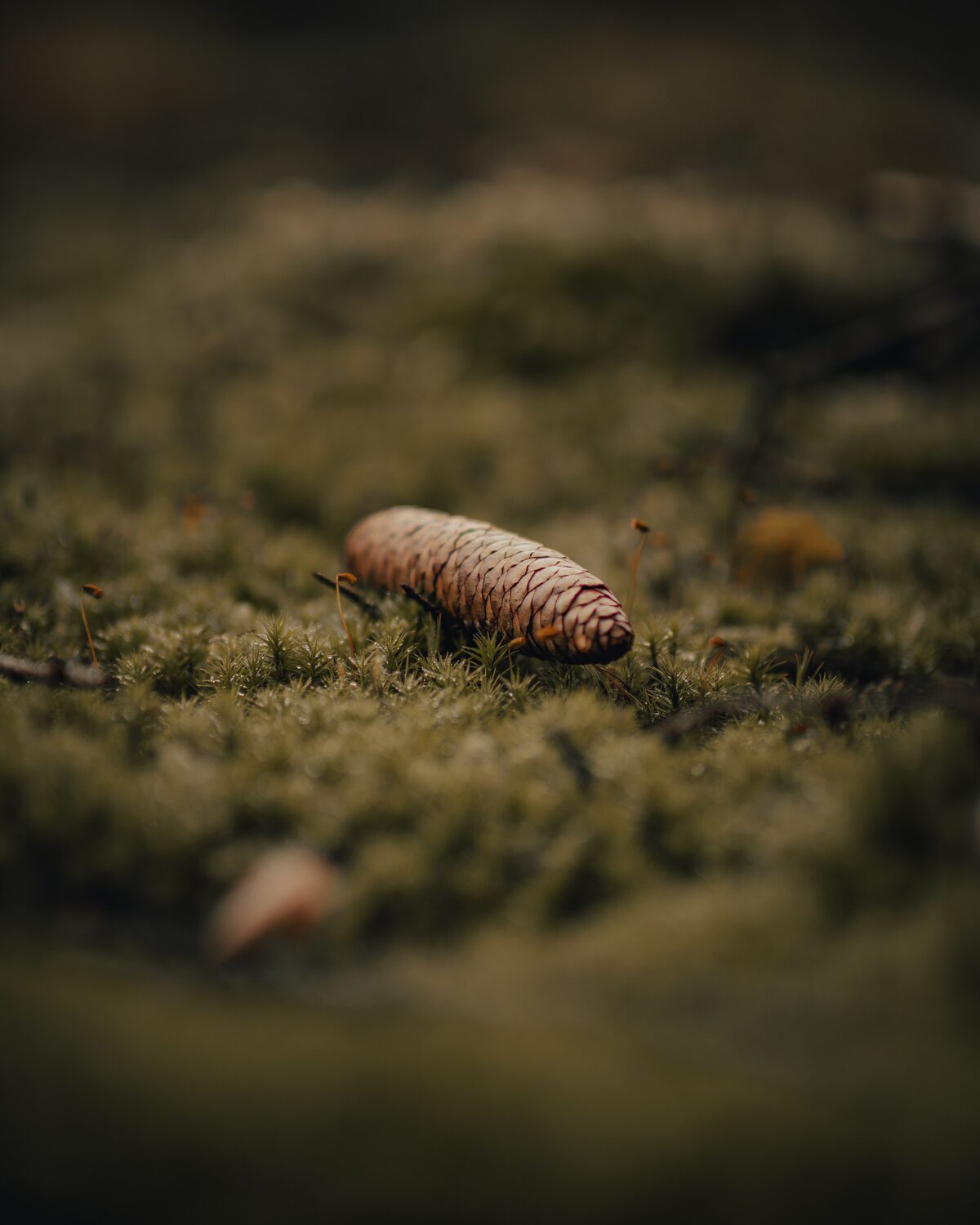 A conifer cone resting on a bed of moss