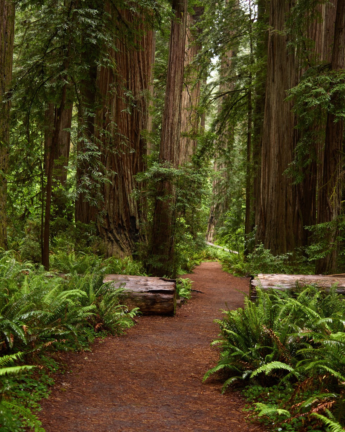 A coast redwood grove, ferns and a fallen log along the trail